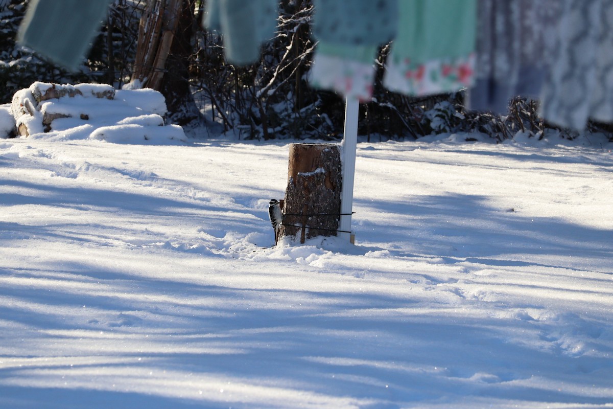 hårspett - ML646667523