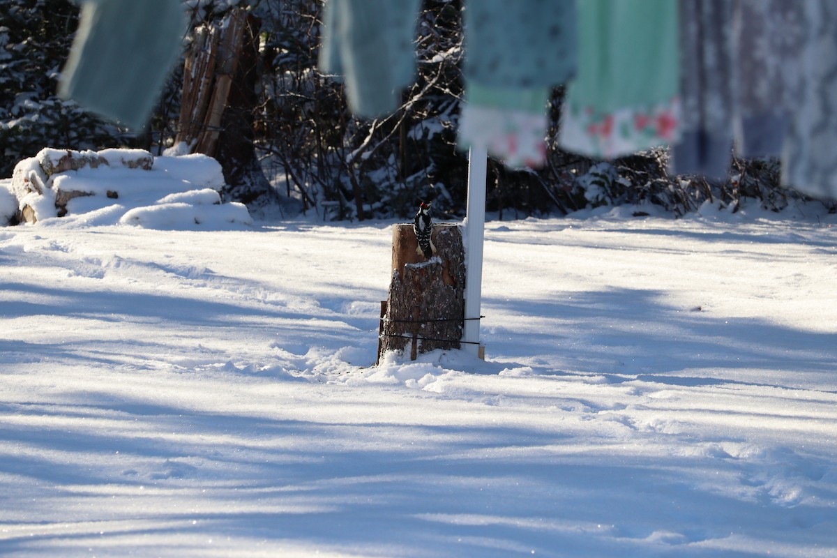 hårspett - ML646667524