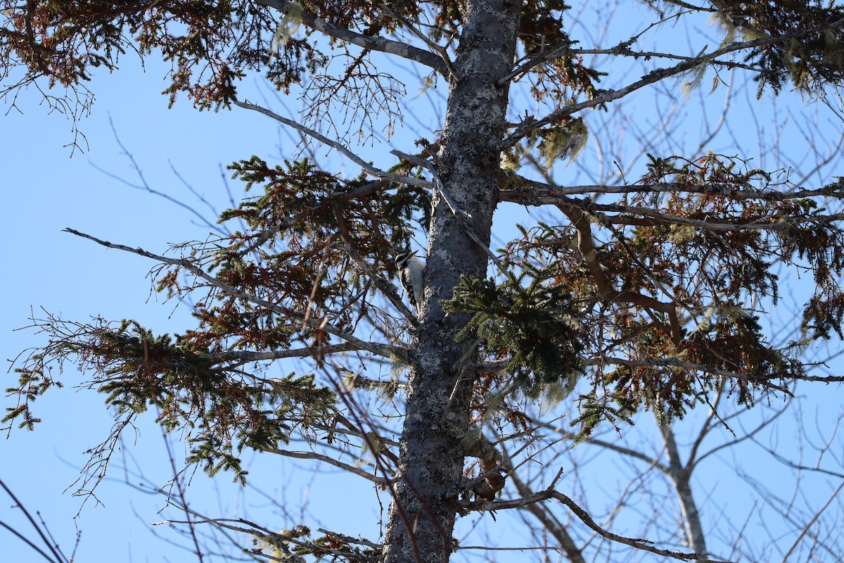 hårspett - ML646667525