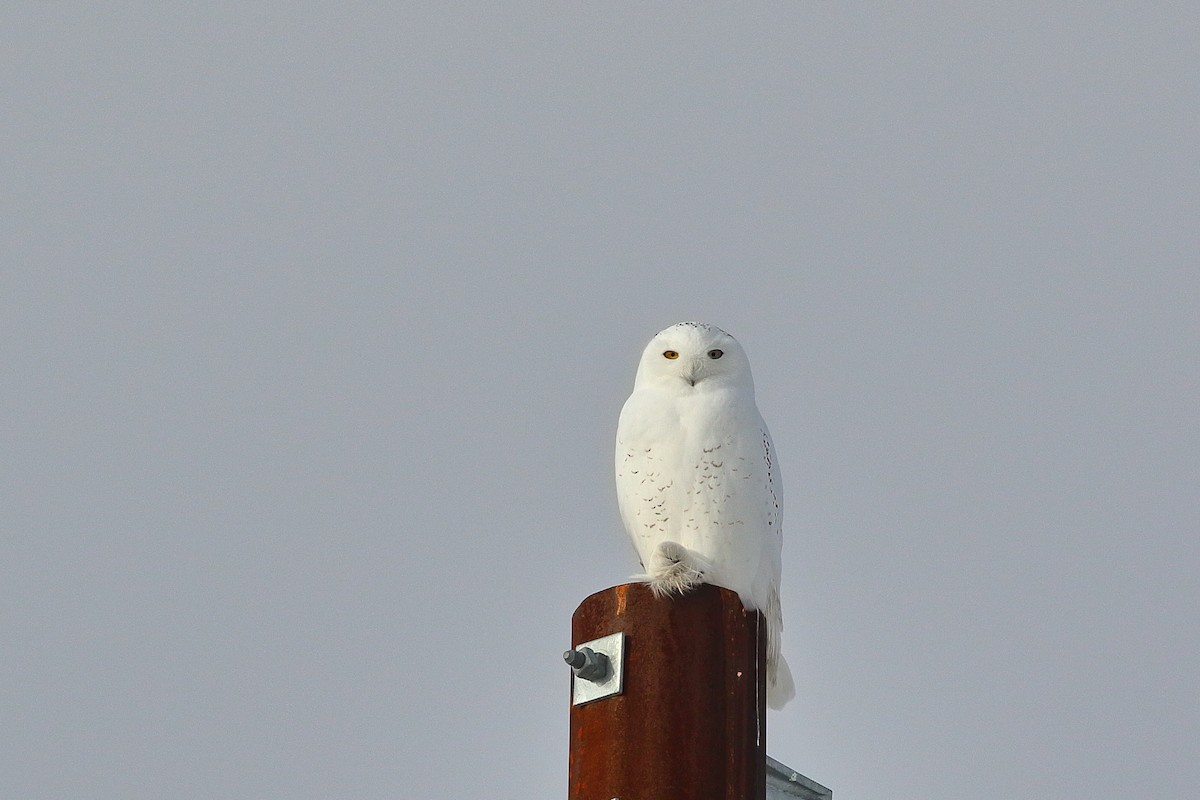 Snowy Owl - ML646667526