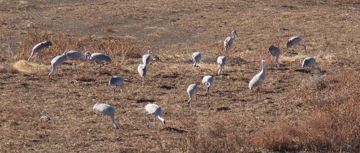 Sandhill Crane - ML646667528