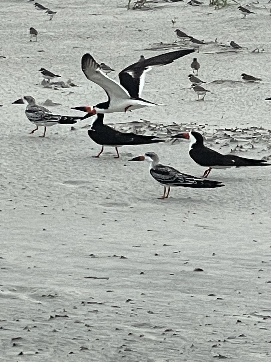 Sanderling - ML646667530