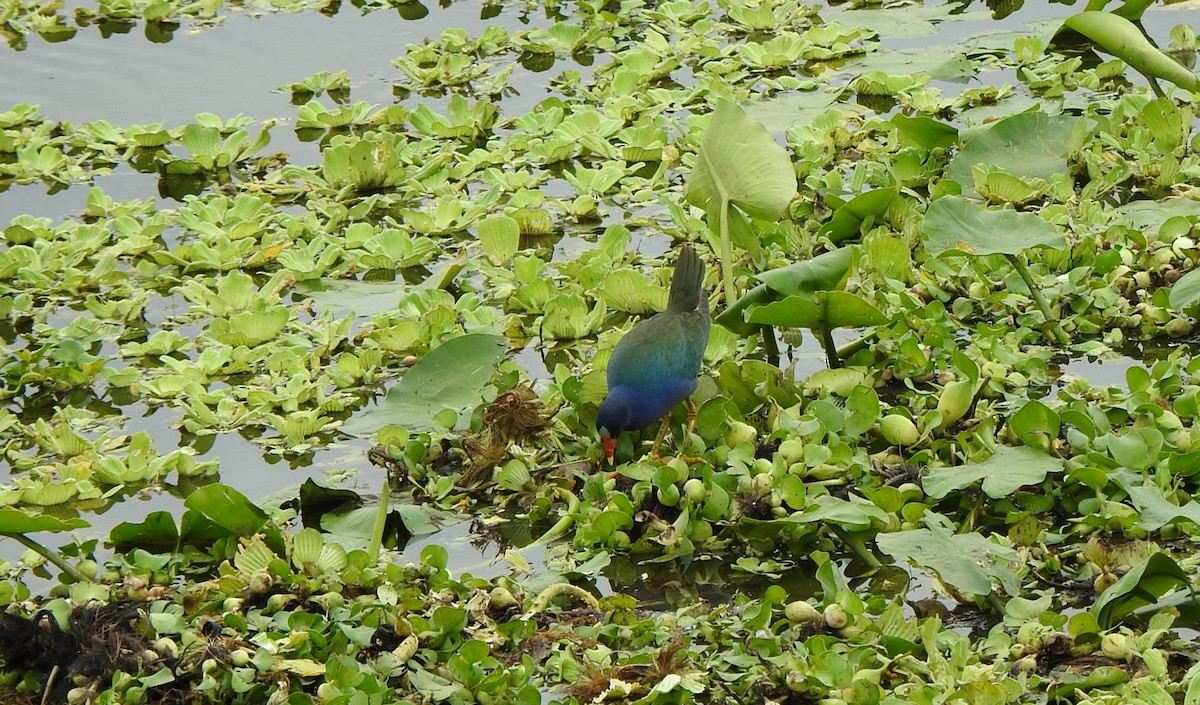 Sarı Bacaklı Sazhorozu - ML646667531