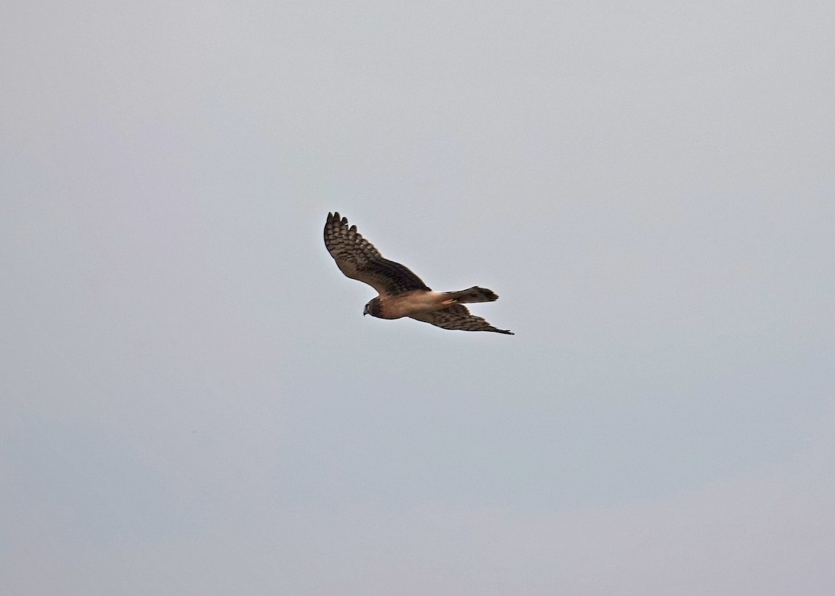Northern Harrier - ML646667532