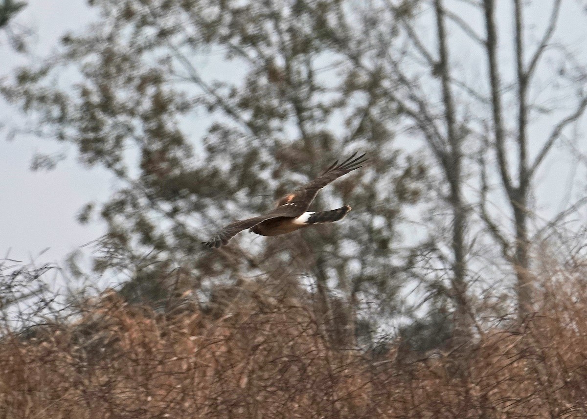 Northern Harrier - ML646667533