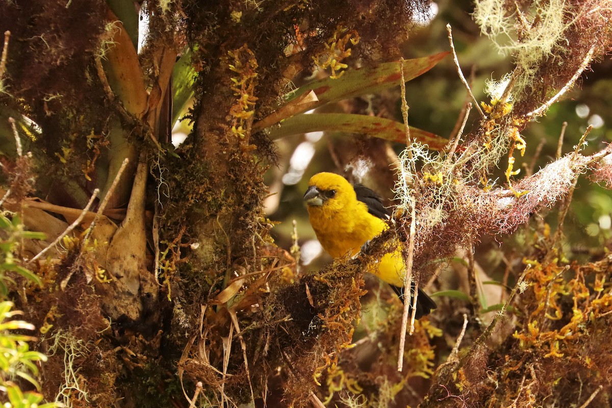 Black-thighed Grosbeak - ML646667538