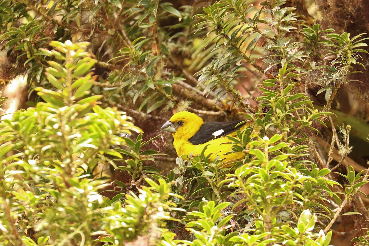 Black-thighed Grosbeak - ML646667539