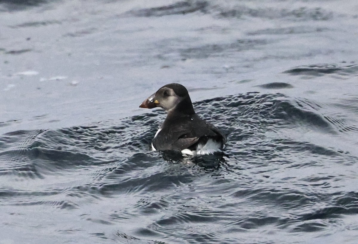 Macareux moine - ML646667540