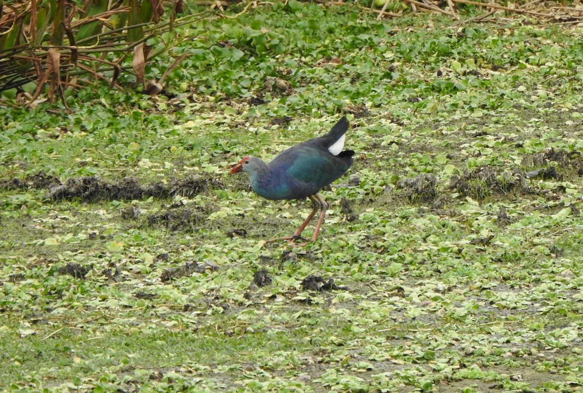 Gri Başlı Sazhorozu - ML646667541