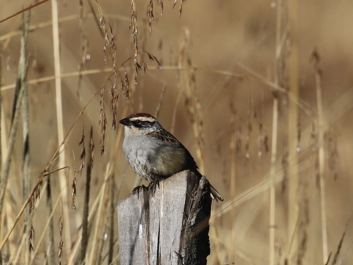 Striped Sparrow - ML646667542