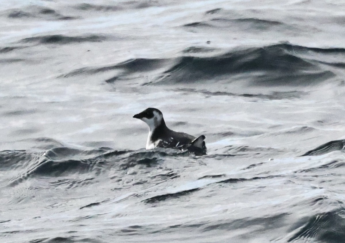 Mergule nain - ML646667543