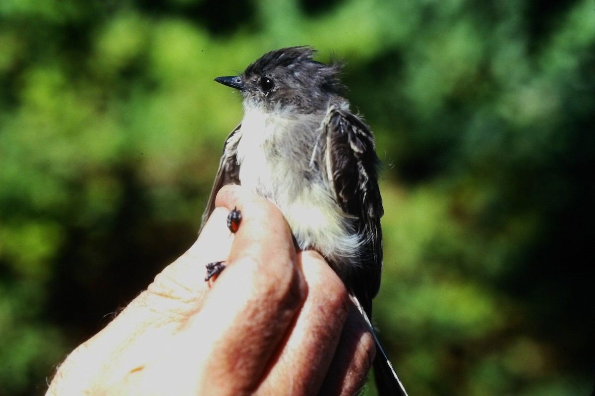 Феб буроспинний - ML646667544