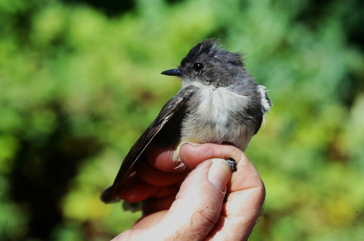 Феб буроспинний - ML646667545