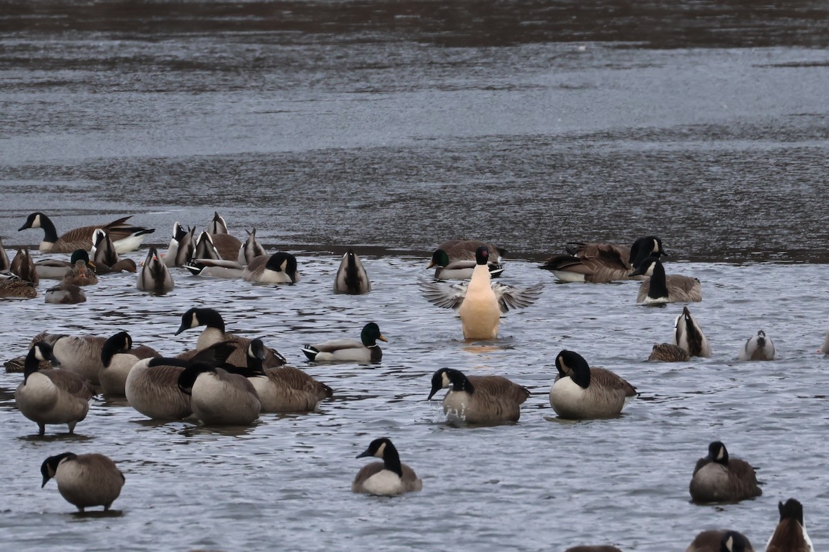 Gänsesäger - ML646667548