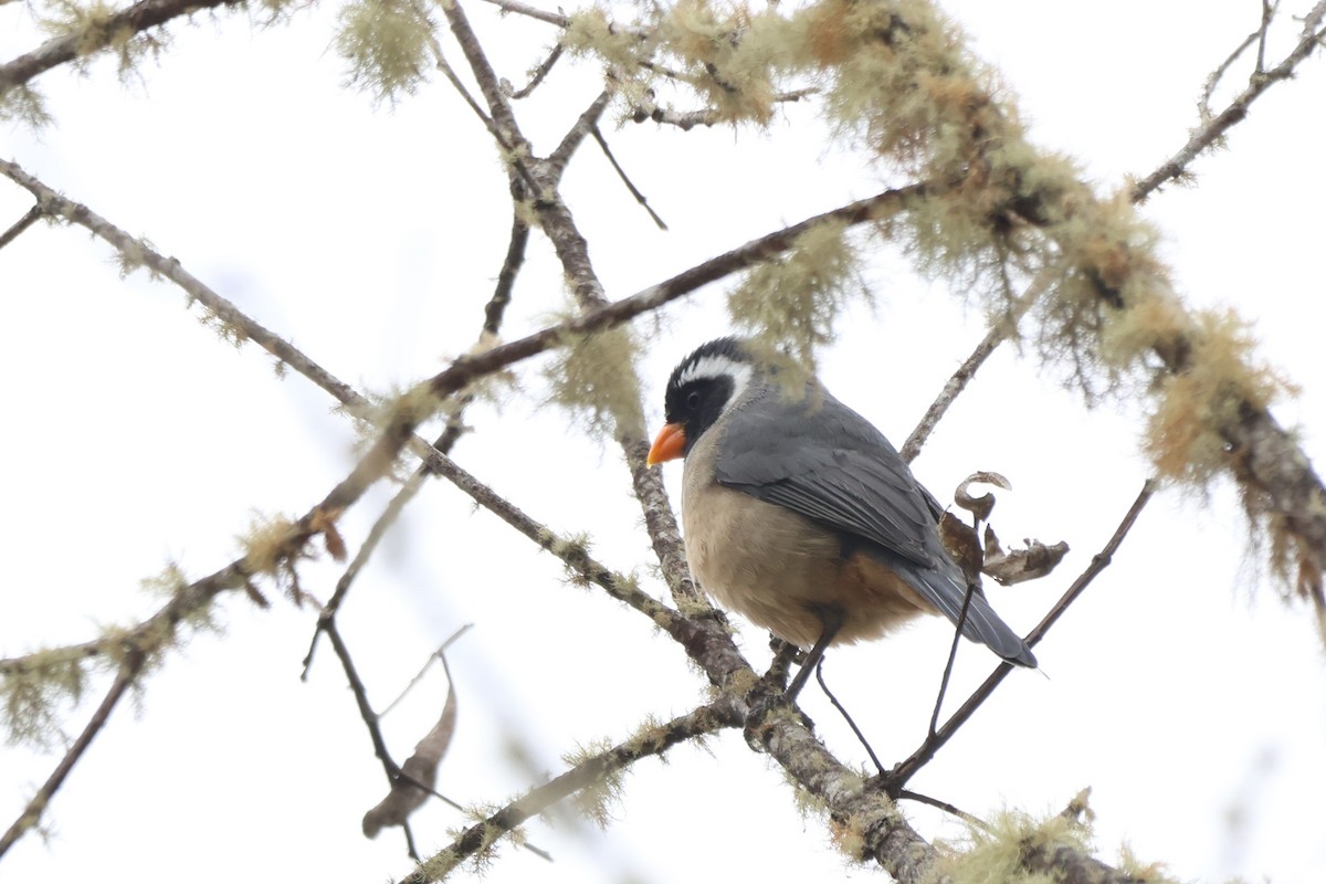 oransjenebbsaltator - ML646667549