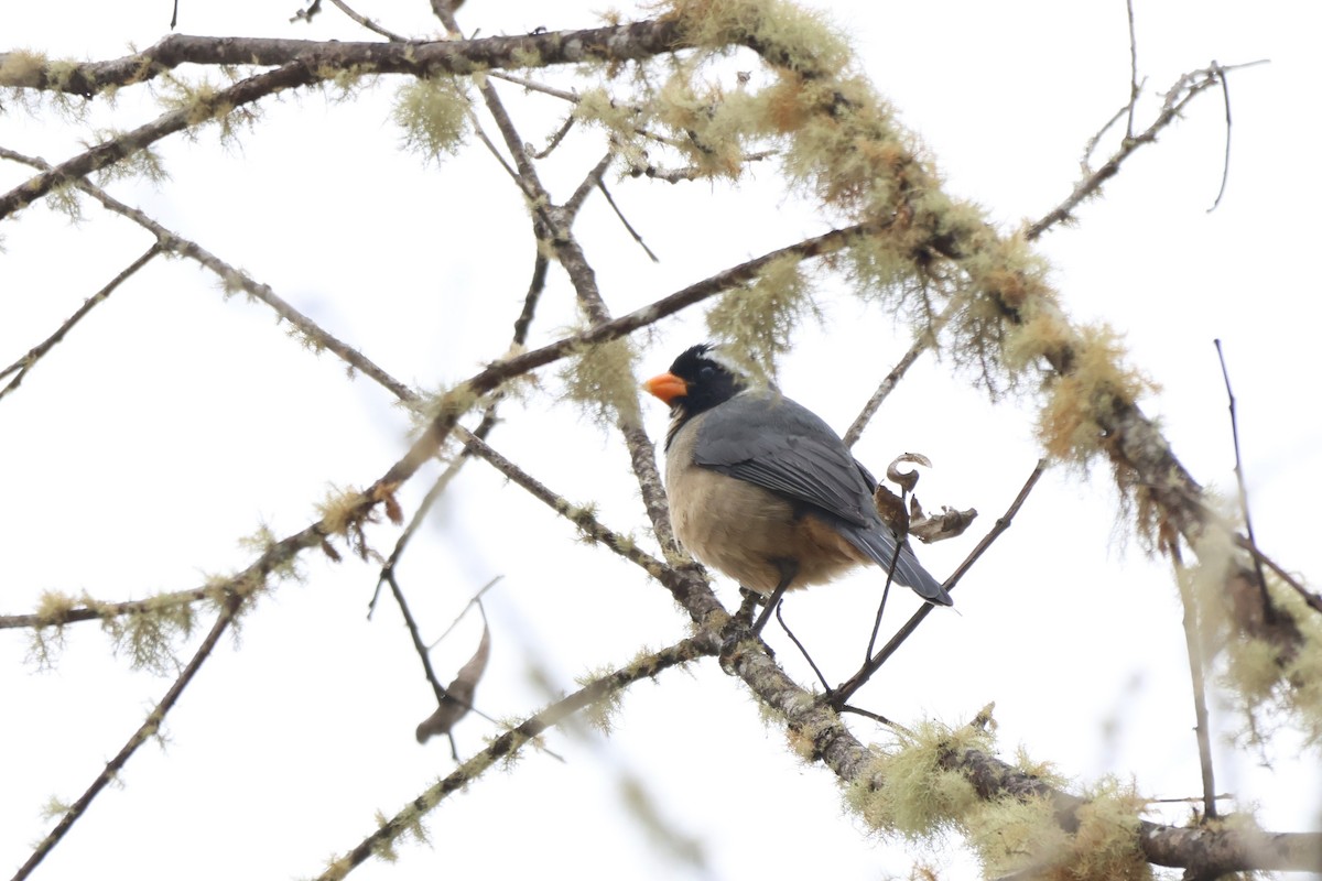 oransjenebbsaltator - ML646667550