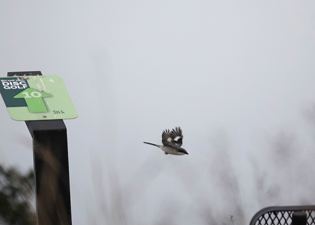 Pie-grièche migratrice - ML646667551