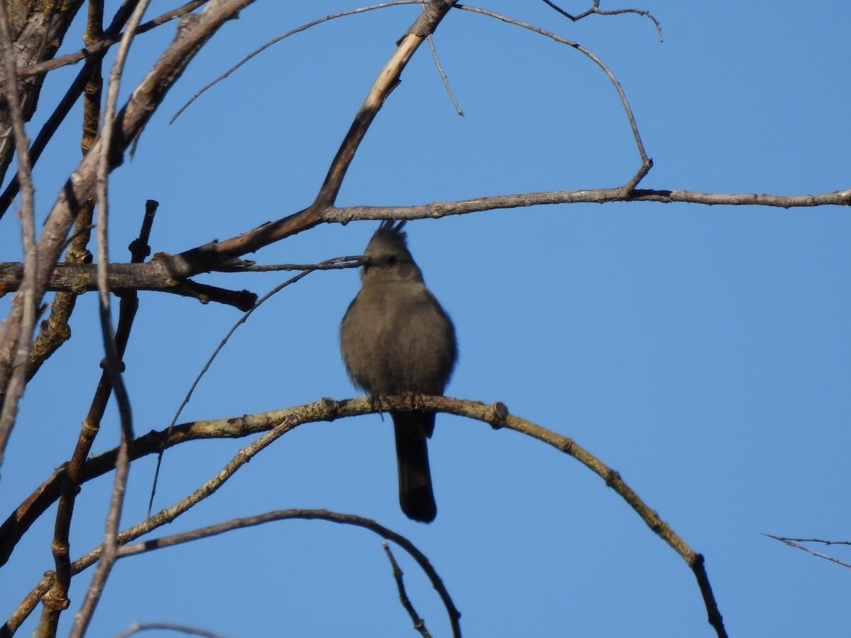 palmovník tmavý - ML646667556