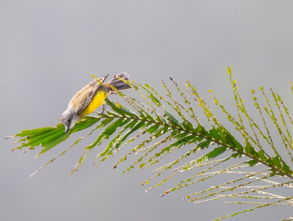 Tropical Kingbird - ML646667561
