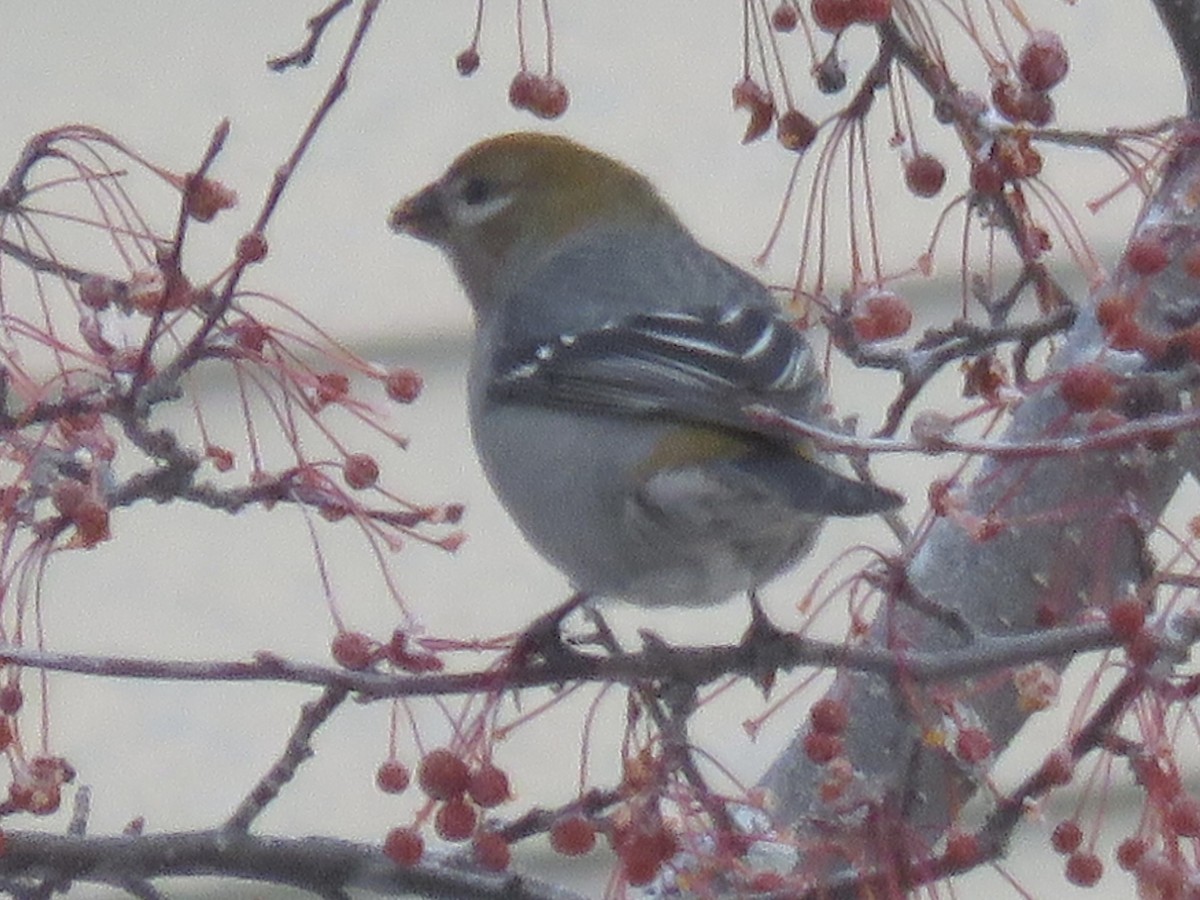 ギンザンマシコ - ML646667562