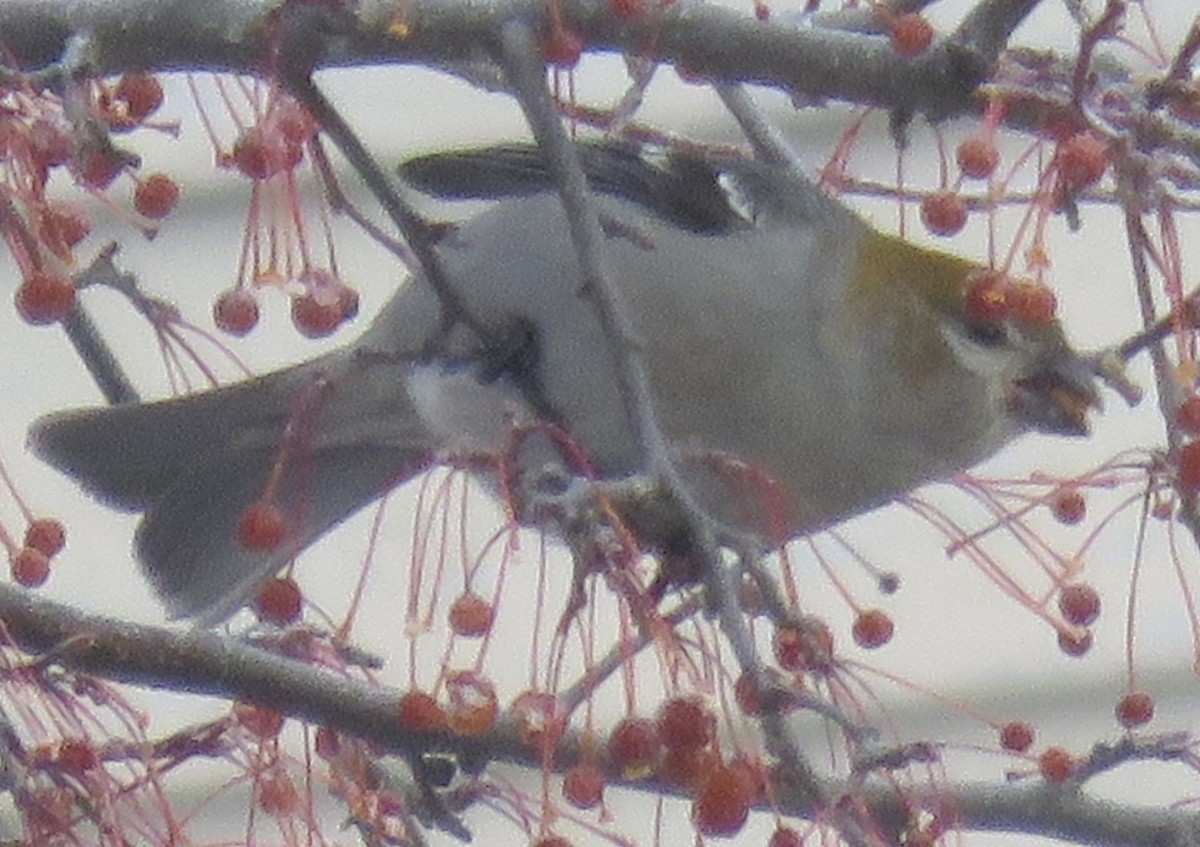 ギンザンマシコ - ML646667563