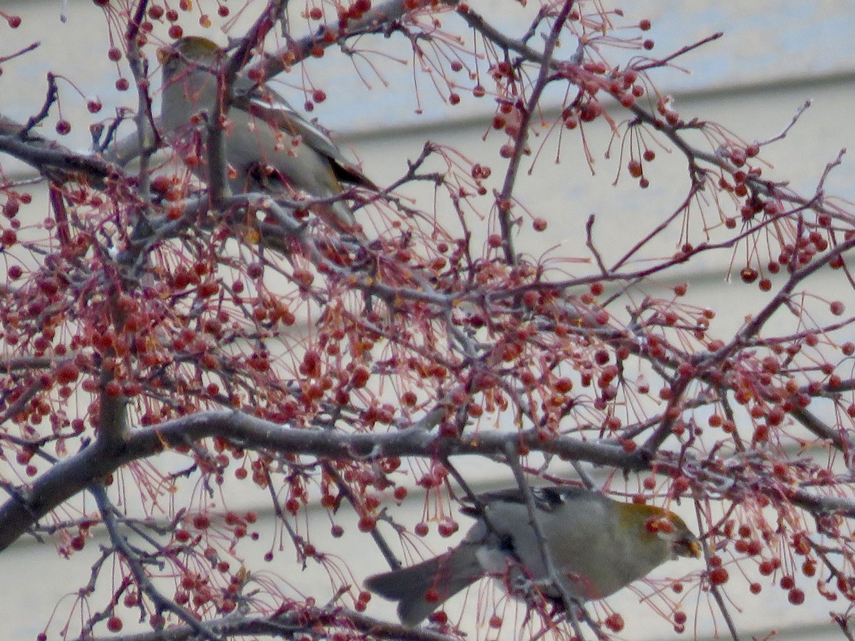 ギンザンマシコ - ML646667564