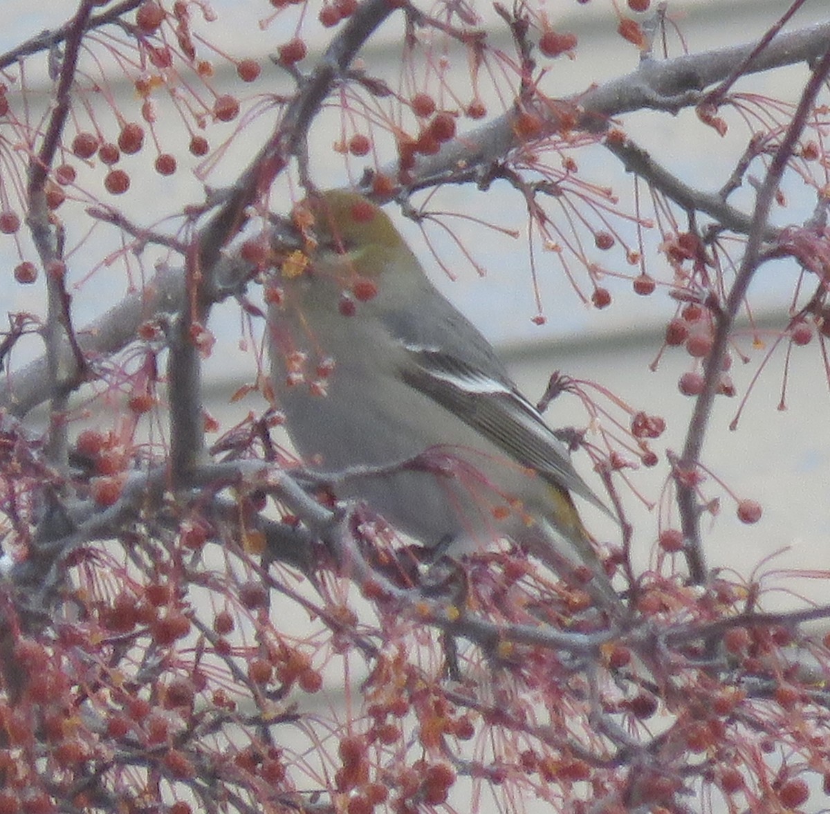 ギンザンマシコ - ML646667565