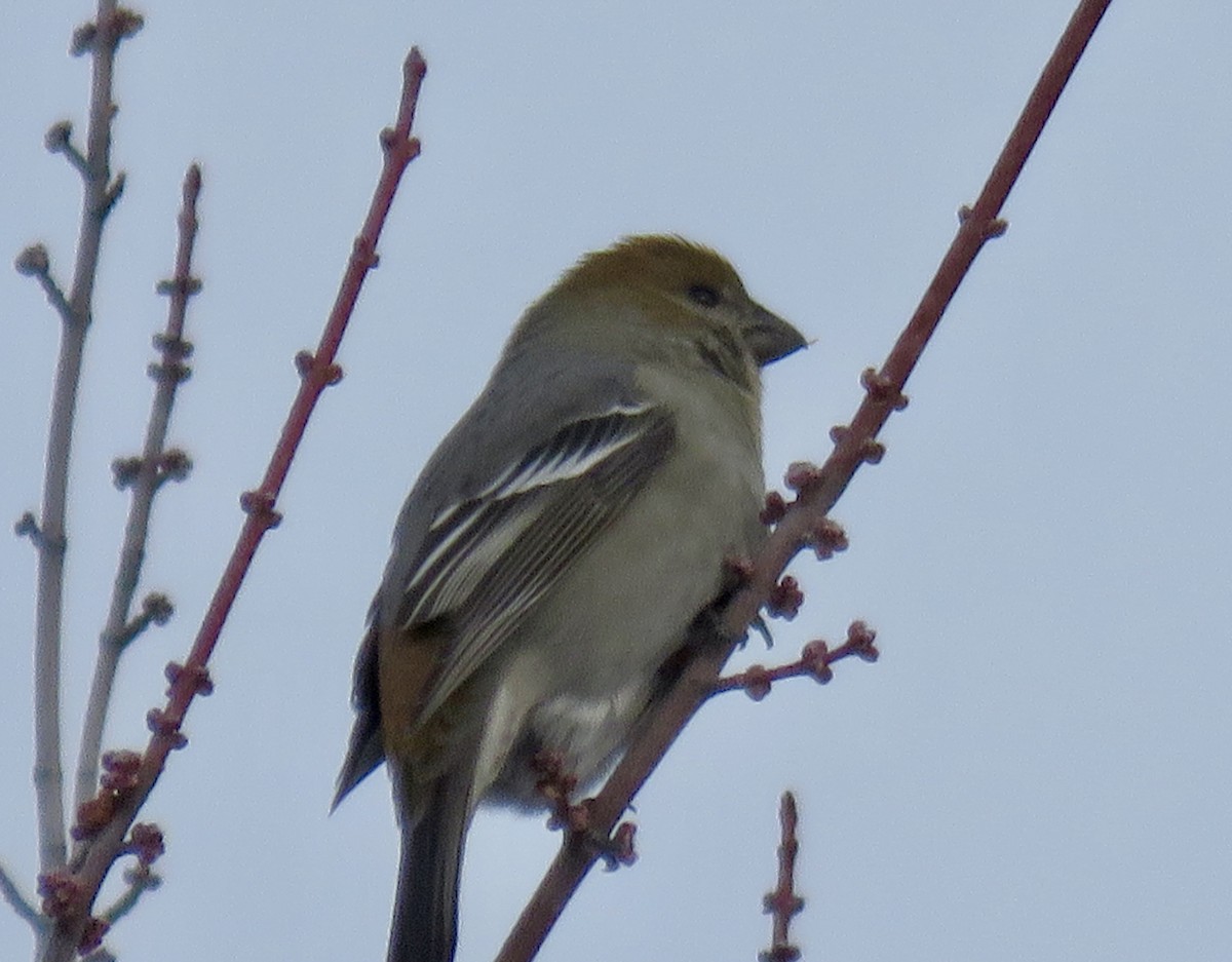 ギンザンマシコ - ML646667566