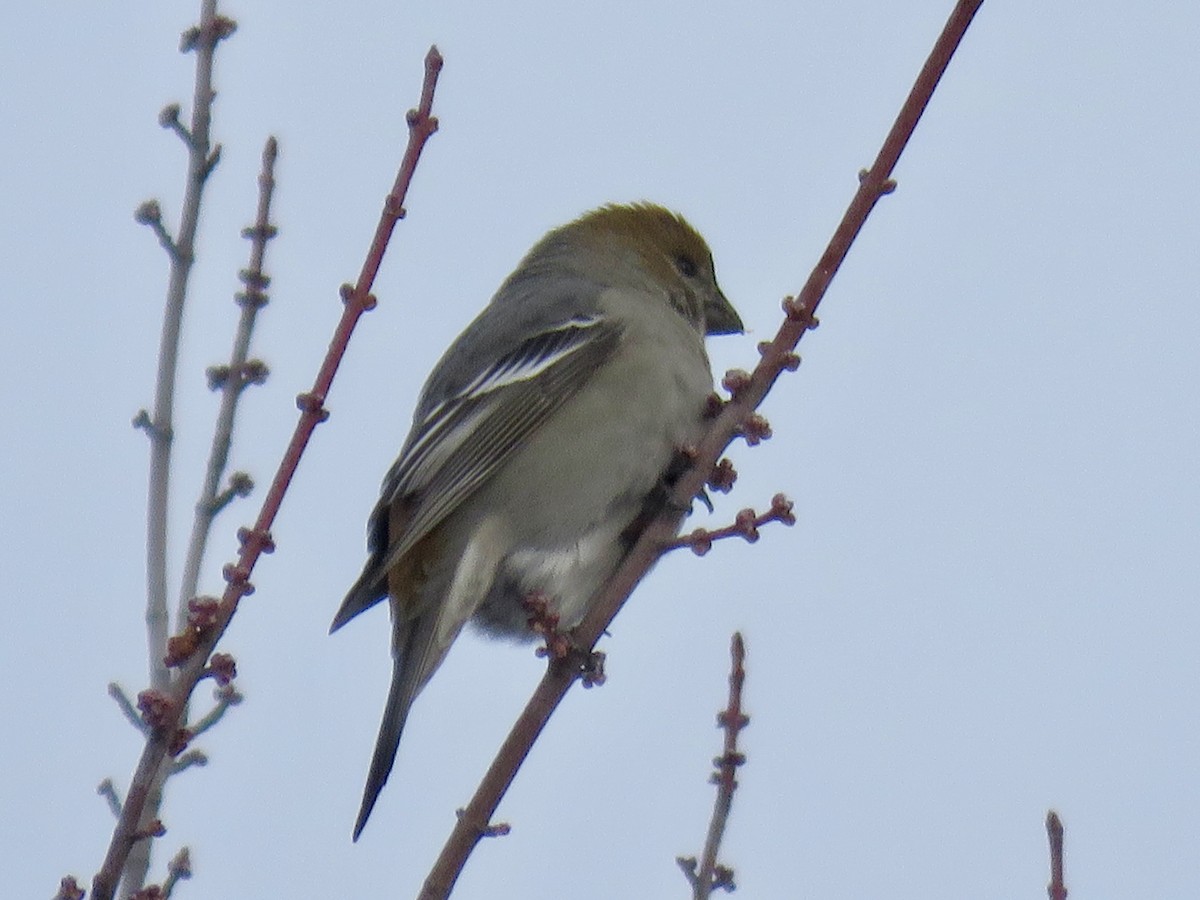 ギンザンマシコ - ML646667567