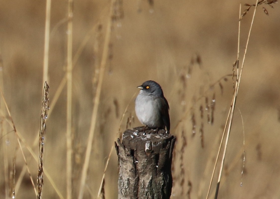 Yellow-eyed Junco - ML646667568