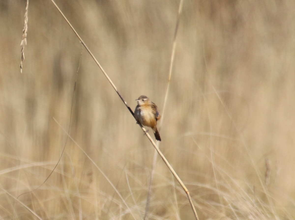 Овад річковий - ML646667570