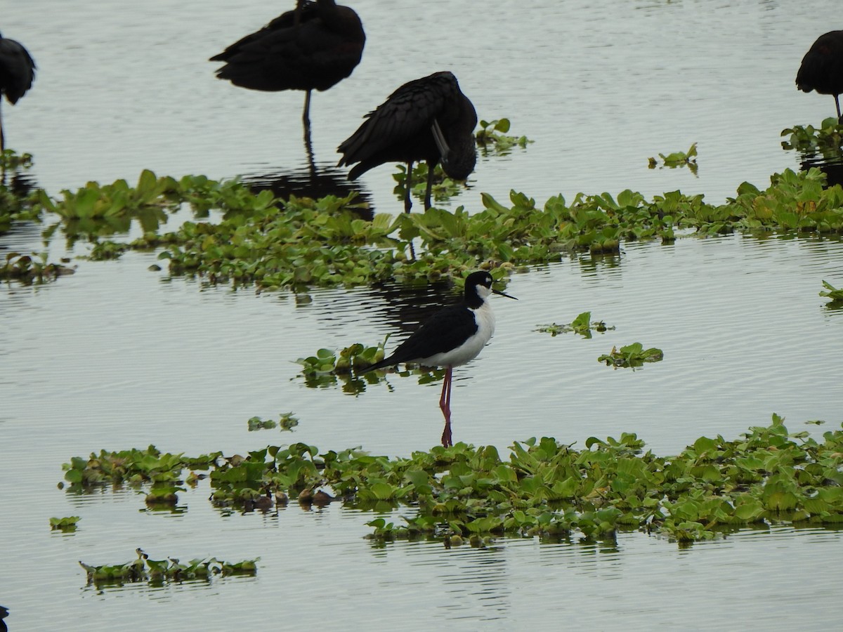 Maskeli Uzunbacak - ML646667571