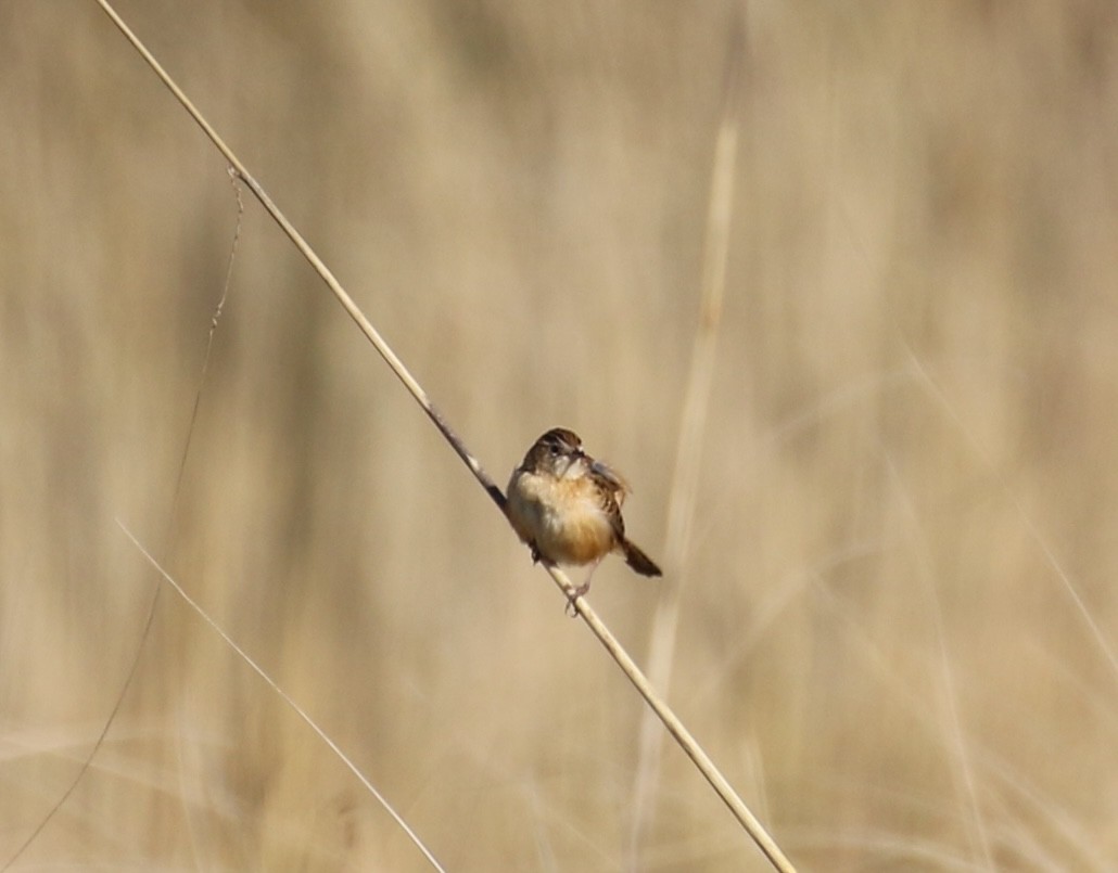Овад річковий - ML646667572