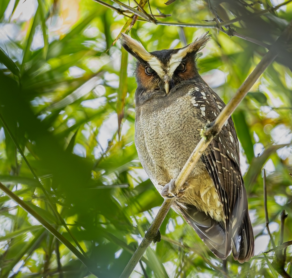 Crested Owl - ML646667573