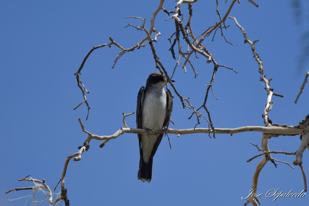 Eastern Kingbird - ML646667575