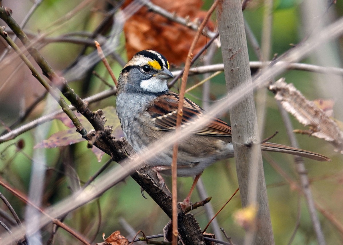 White-throated Sparrow - ML646667576