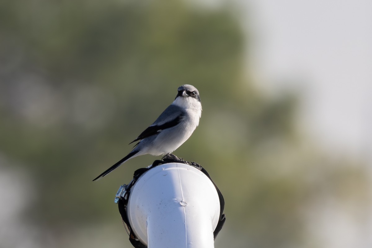 Pie-grièche migratrice - ML646667579