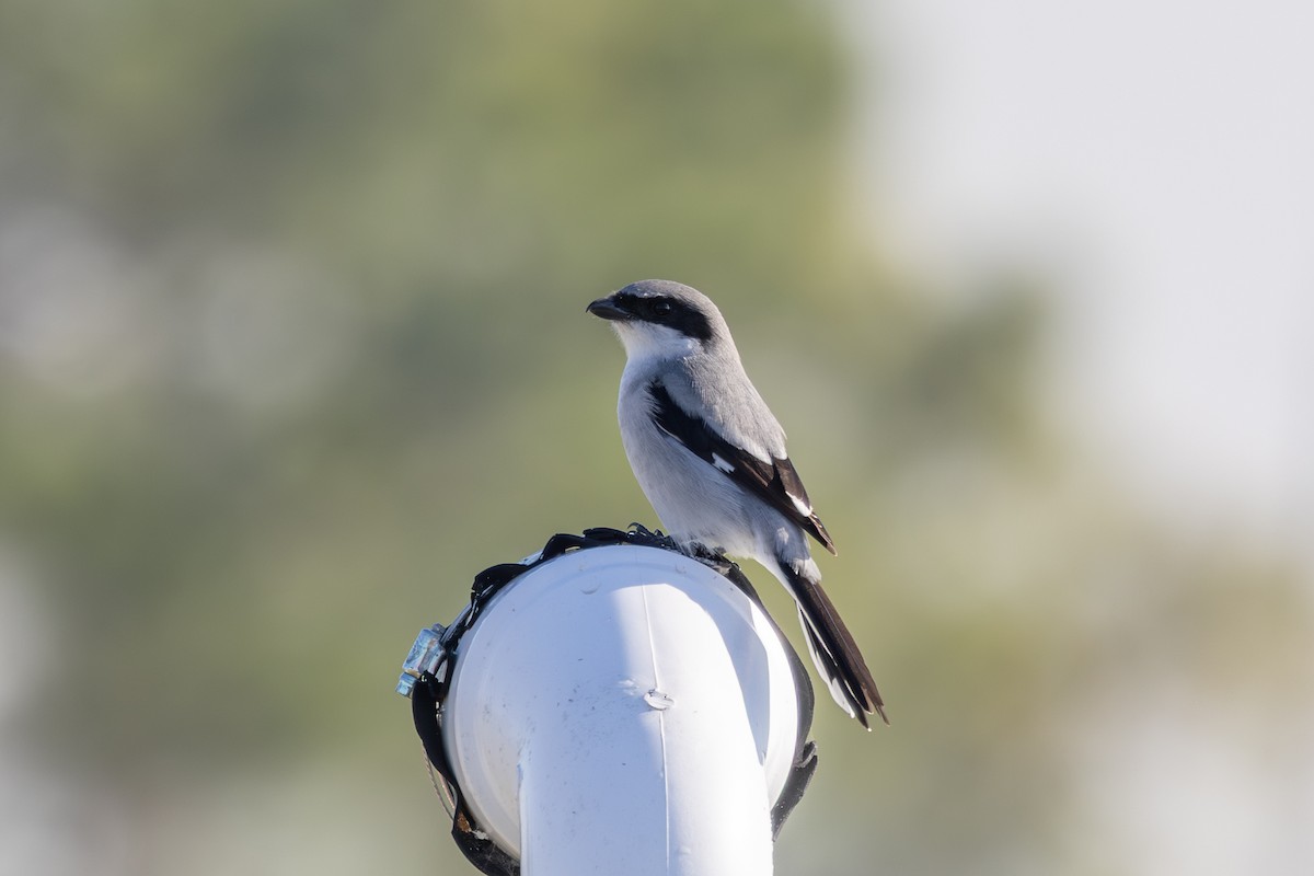 Pie-grièche migratrice - ML646667580