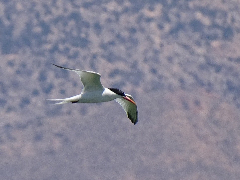 Elegant Tern - ML646667581