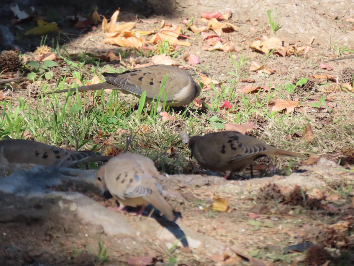 Mourning Dove - ML646667584