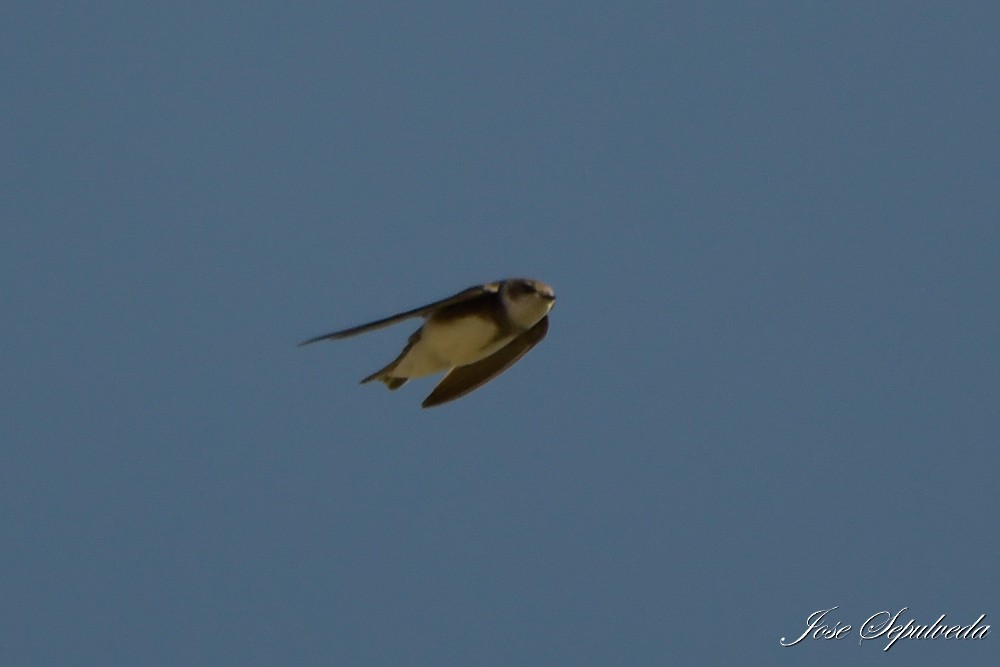 Avión Zapador - ML646667585
