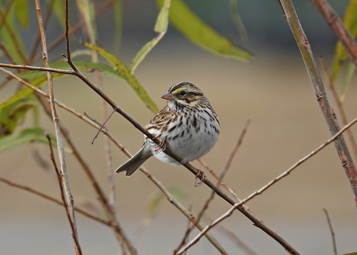 Savannah Sparrow - ML646667586