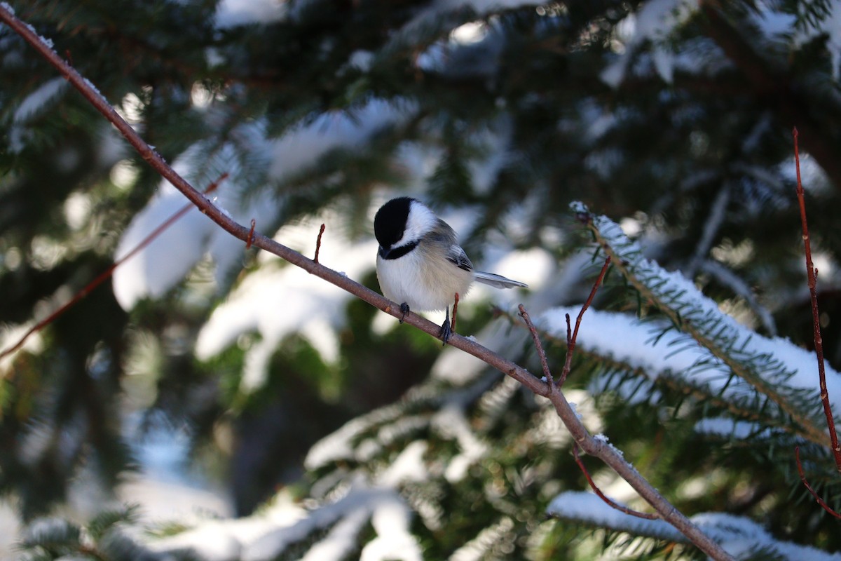 amerikameis - ML646667588