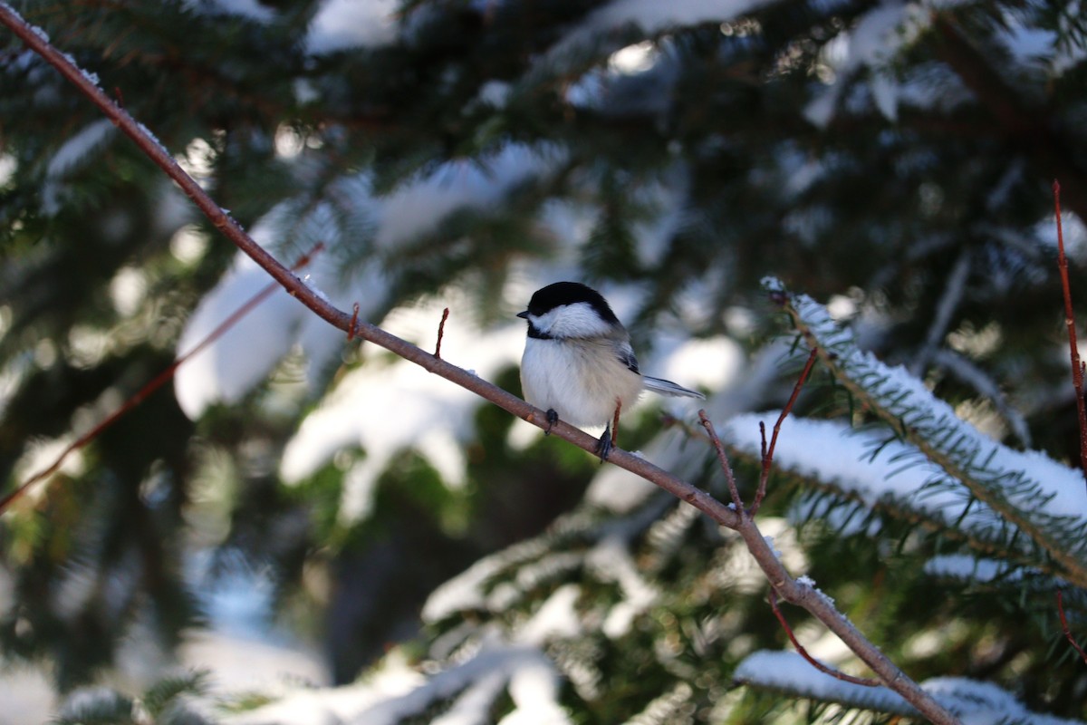 amerikameis - ML646667589