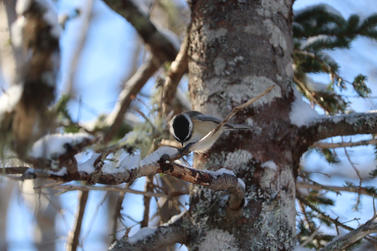 amerikameis - ML646667590