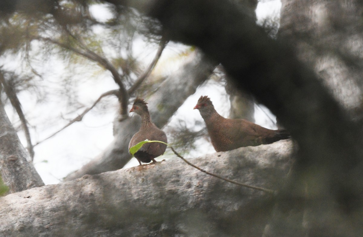 Stone Partridge (Stone) - ML646667592