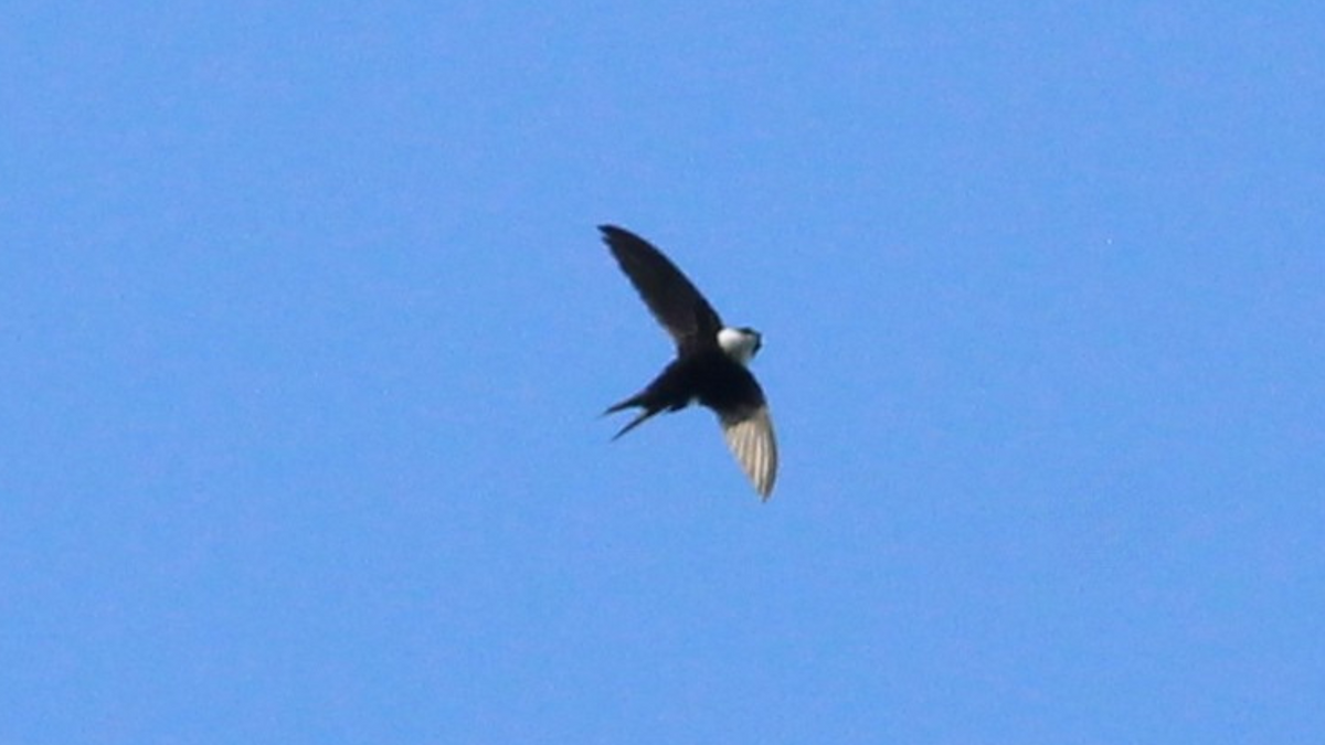 Lesser Swallow-tailed Swift - ML646667596