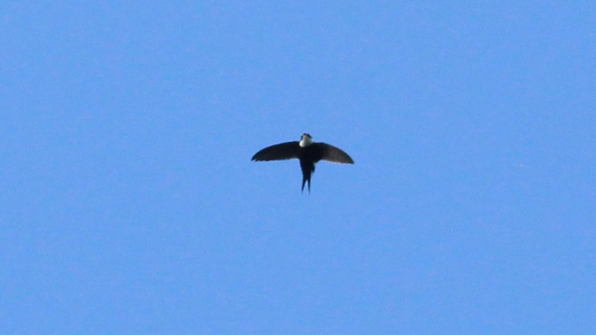 Lesser Swallow-tailed Swift - ML646667597