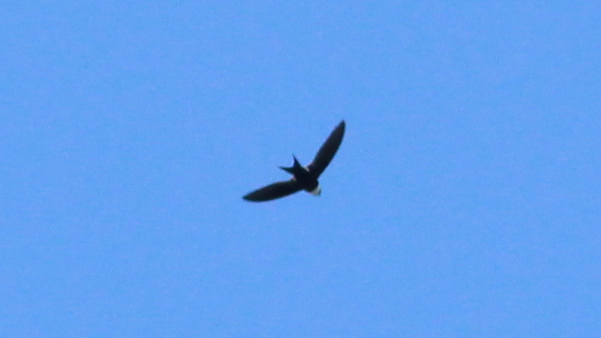Lesser Swallow-tailed Swift - ML646667598
