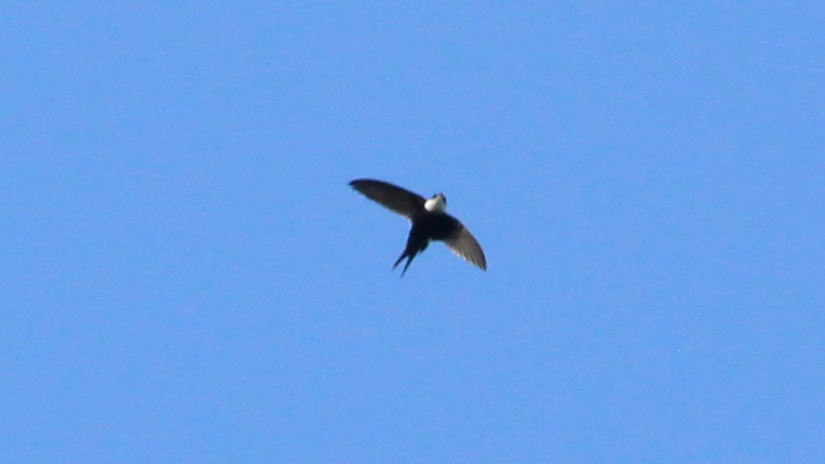 Lesser Swallow-tailed Swift - ML646667600